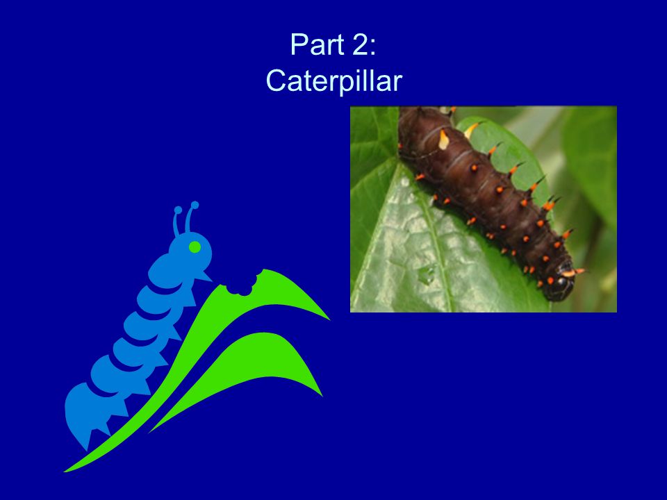 Part 2: Caterpillar