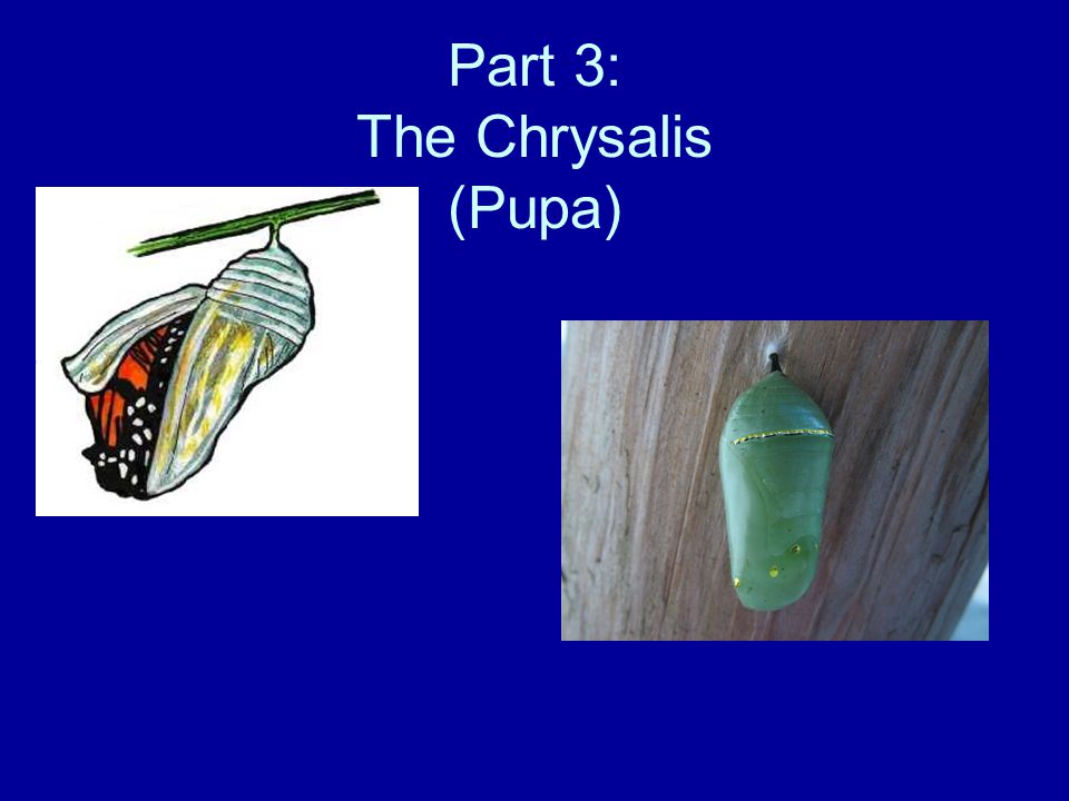 Part 3: The Chrysalis (Pupa)