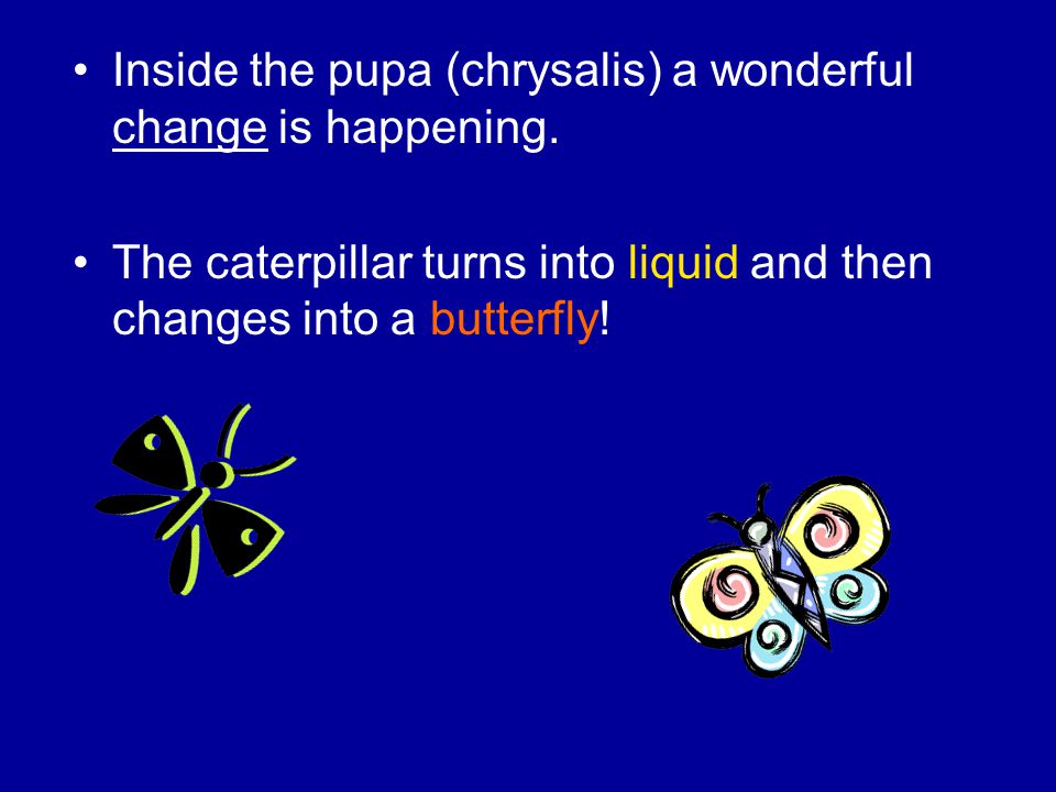 Inside the pupa (chrysalis) a wonderful change is happening.