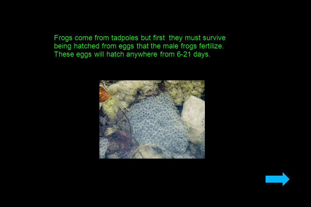 Frogs come from tadpoles but first they must survive being hatched from eggs that the male frogs fertilize.