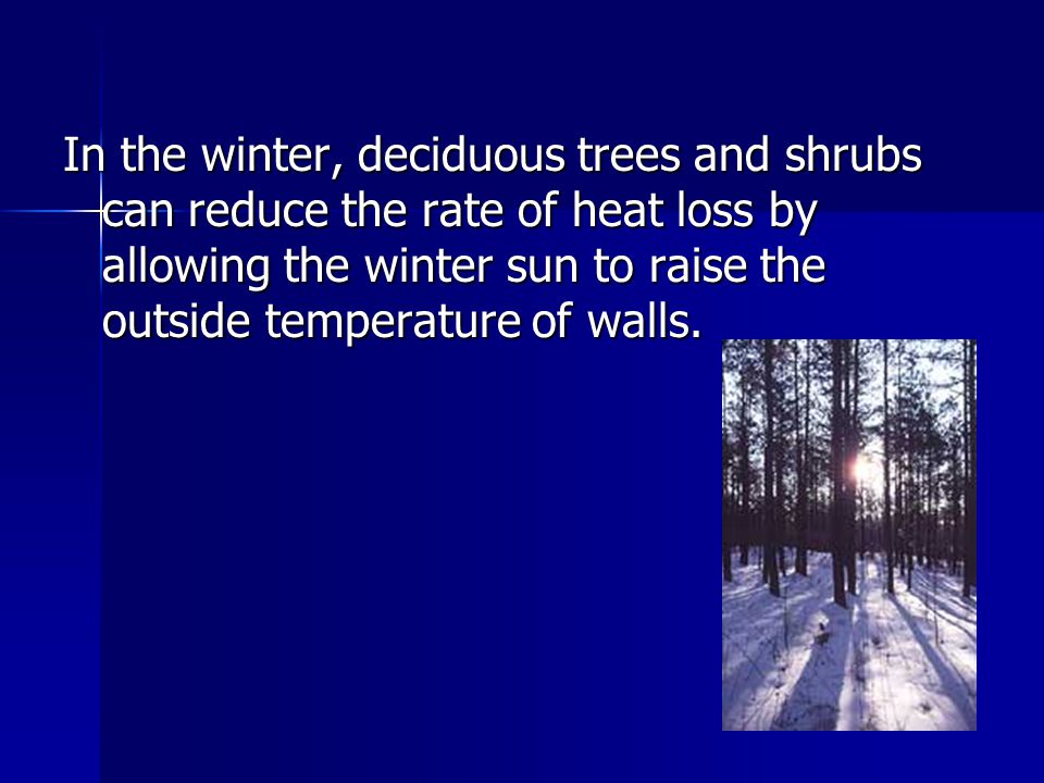 In the winter, deciduous trees and shrubs can reduce the rate of heat loss by allowing the winter sun to raise the outside temperature of walls.