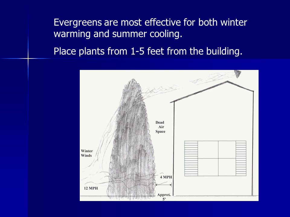 Evergreens are most effective for both winter warming and summer cooling.