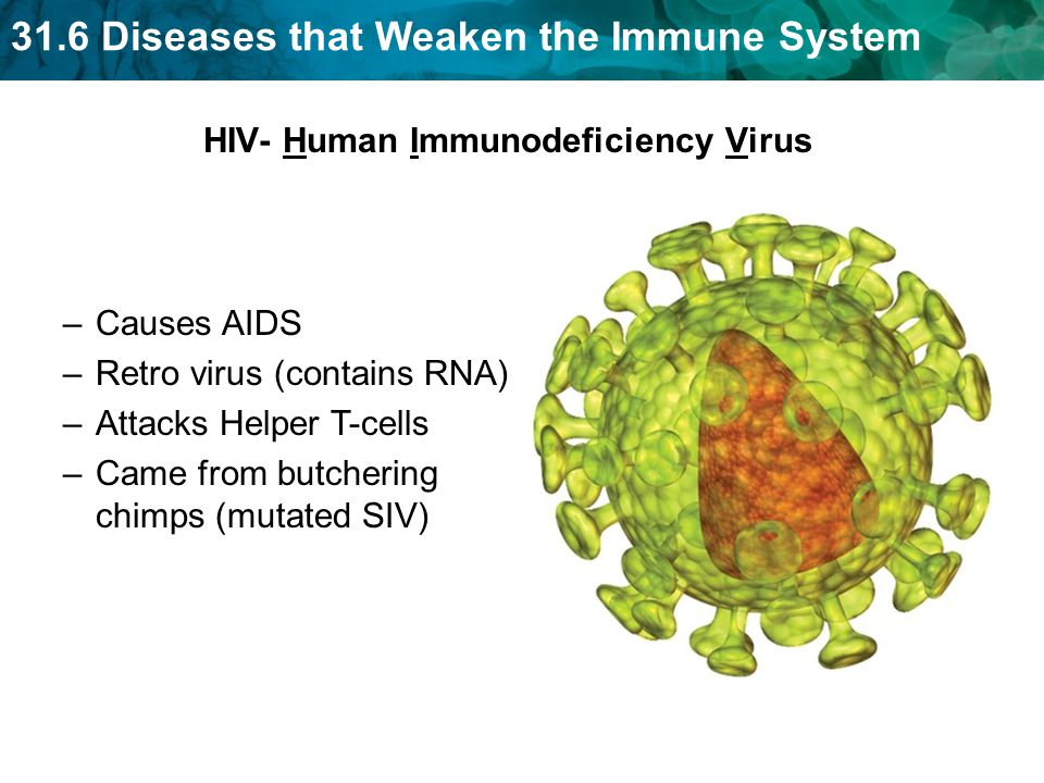 31.6 Diseases that Weaken the Immune System HIV- Human Immunodeficiency Virus –Causes AIDS –Retro virus (contains RNA) –Attacks Helper T-cells –Came from butchering chimps (mutated SIV)