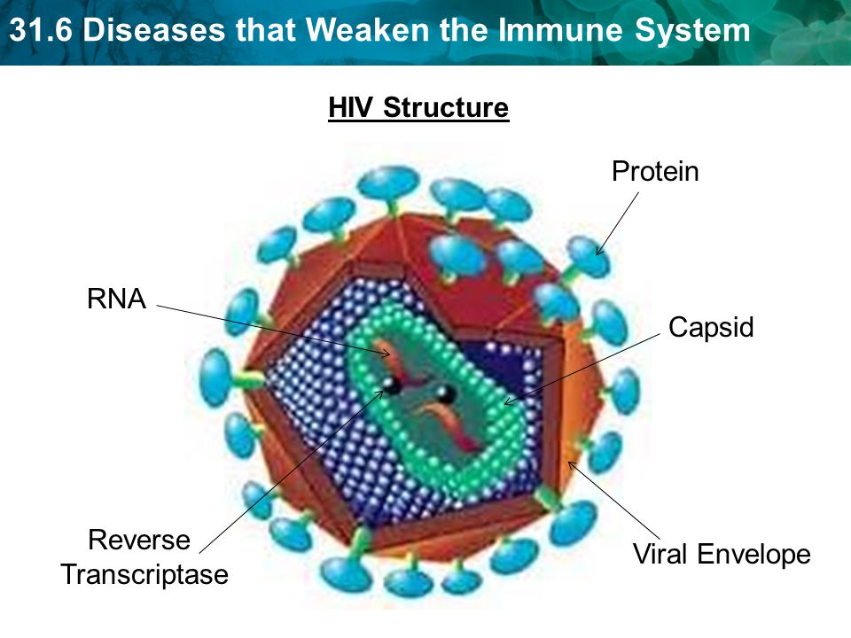 31.6 Diseases that Weaken the Immune System HIV Structure Capsid RNA Reverse Transcriptase Viral Envelope Protein