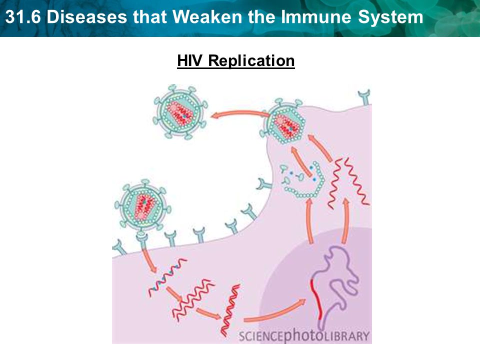 31.6 Diseases that Weaken the Immune System HIV Replication