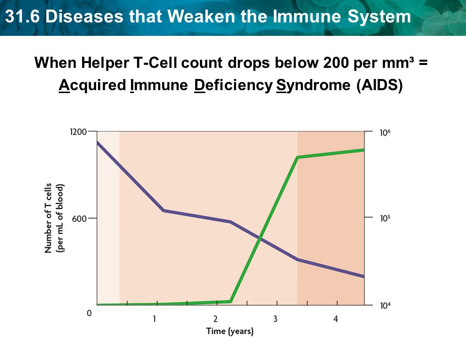 31.6 Diseases that Weaken the Immune System When Helper T-Cell count drops below 200 per mm³ = Acquired Immune Deficiency Syndrome (AIDS)