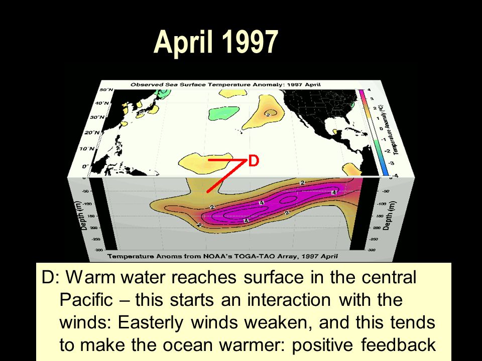 D: Warm water reaches surface in the central Pacific – this starts an interaction with the winds: Easterly winds weaken, and this tends to make the ocean warmer: positive feedback April 1997