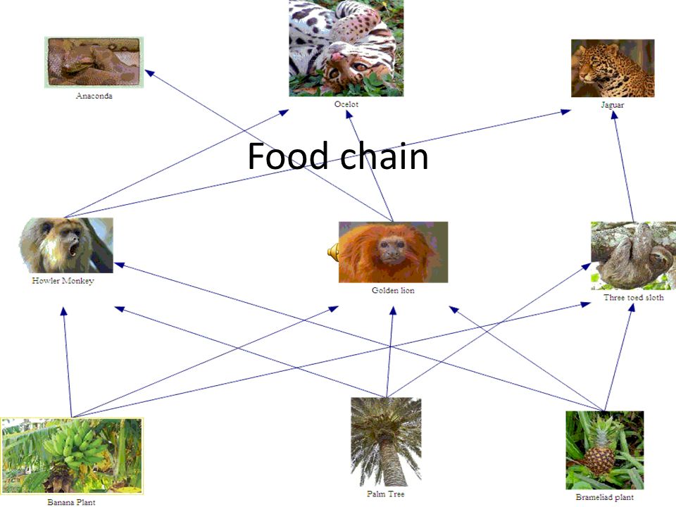 Asian rainforest food chain