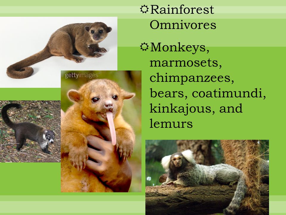  Rainforest Omnivores  Monkeys, marmosets, chimpanzees, bears, coatimundi, kinkajous, and lemurs