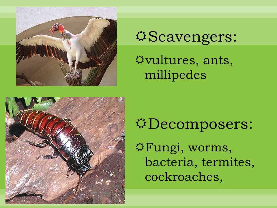  Scavengers:  vultures, ants, millipedes  Decomposers:  Fungi, worms, bacteria, termites, cockroaches,