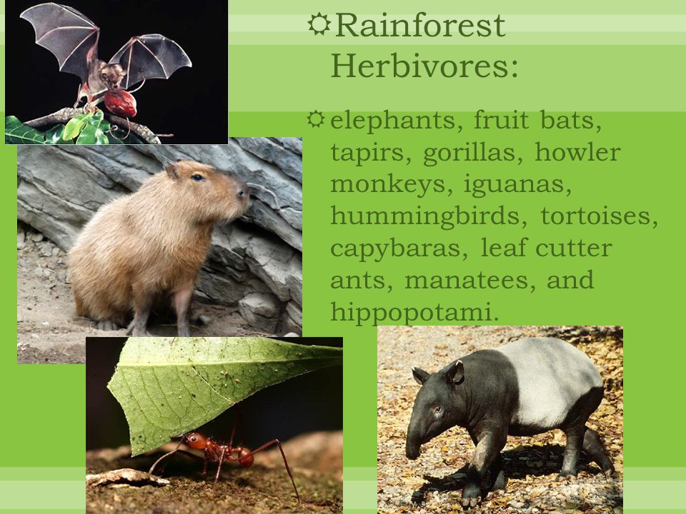  Rainforest Herbivores:  elephants, fruit bats, tapirs, gorillas, howler monkeys, iguanas, hummingbirds, tortoises, capybaras, leaf cutter ants, manatees, and hippopotami.
