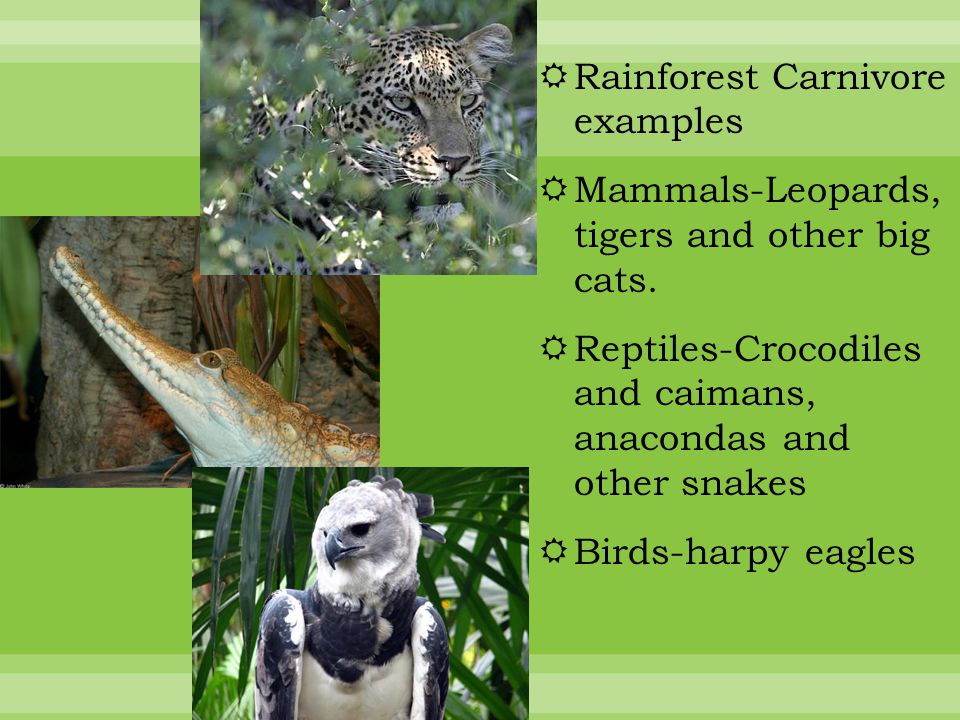  Rainforest Carnivore examples  Mammals-Leopards, tigers and other big cats.