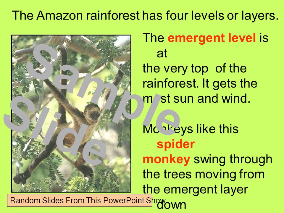 rainforest powerpoint