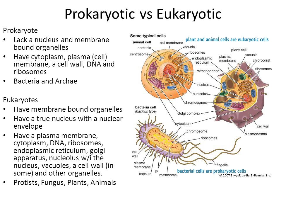 Image result for prokaryotic vs eukaryotic