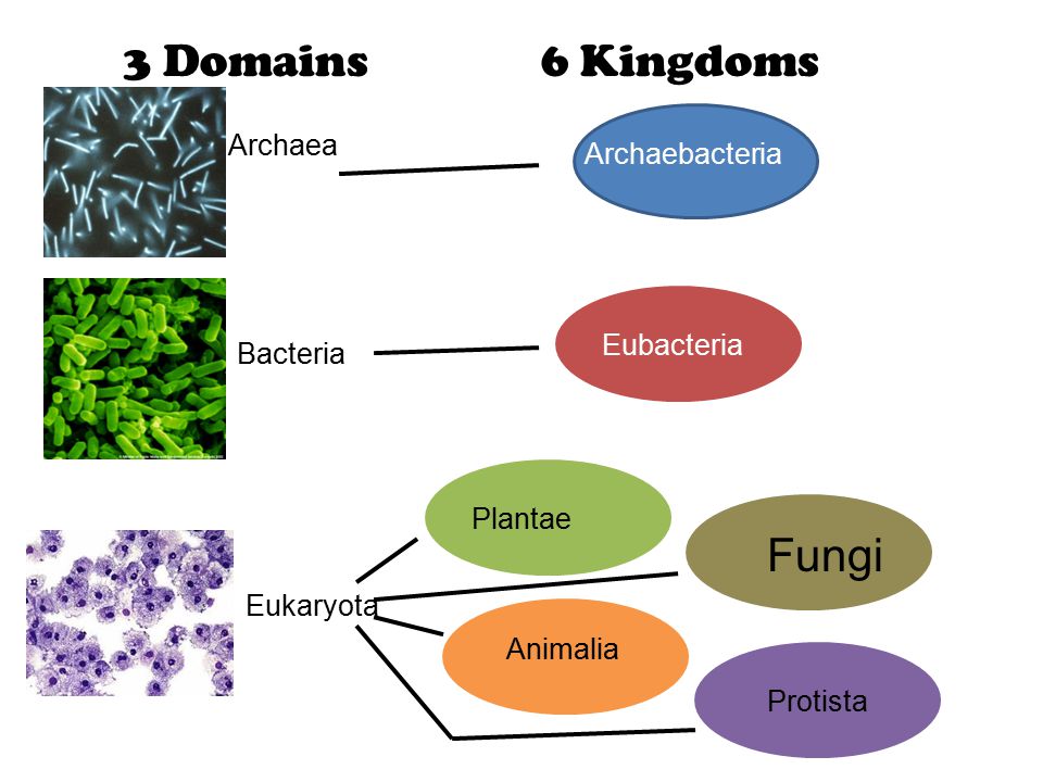 Printables 6 Kingdoms Worksheet six kingdoms of life worksheet answers intrepidpath bellwork copy the question and answer 8 scientific research
