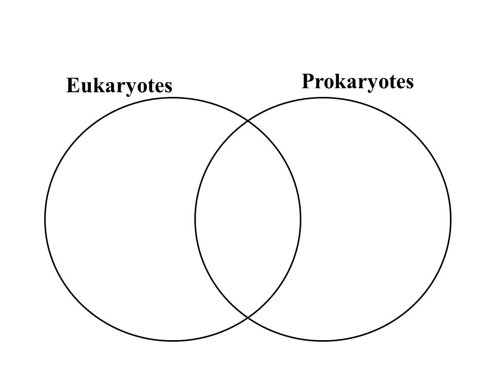Prokaryote Vs Eukaryote Coloring Worksheet Sheet Page Prokaryote Vs Eukaryote Ppt Worksheet Answers Worksheets