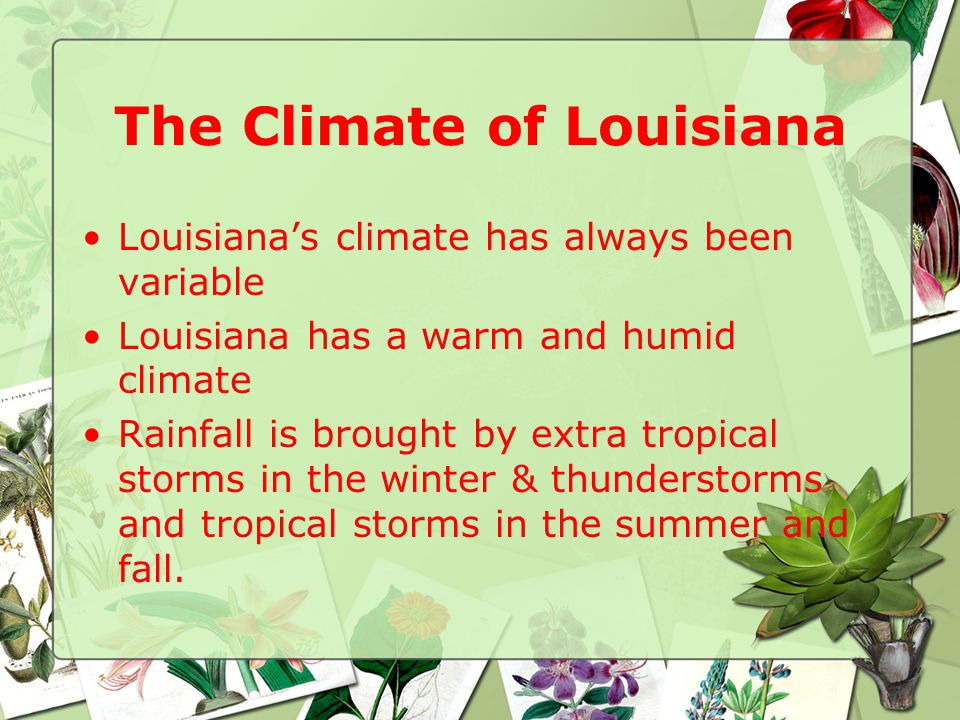 The Climate of Louisiana Louisiana’s climate has always been variable Louisiana has a warm and humid climate Rainfall is brought by extra tropical storms in the winter & thunderstorms and tropical storms in the summer and fall.