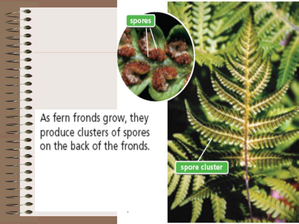 Ferns Reproduce with Spores Leaves of ferns are called FRONDS, which have many spore clusters on their backs.