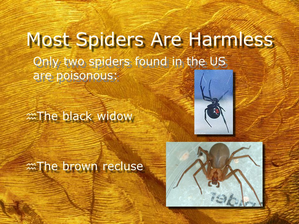 Spiders Are Not Insects h All Insects have Six Legs.