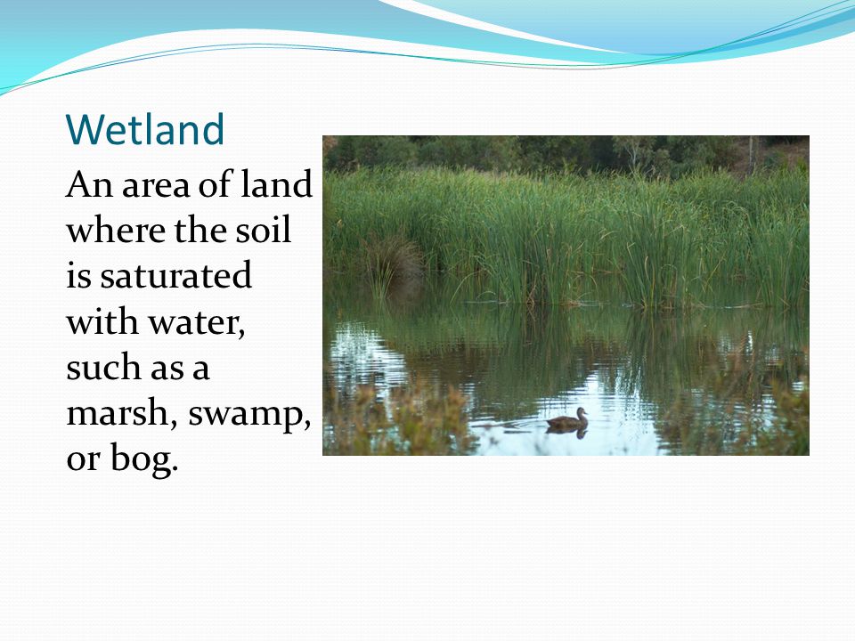 Wetland An area of land where the soil is saturated with water, such as a marsh, swamp, or bog.