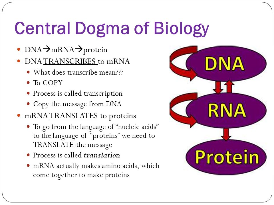central dogma