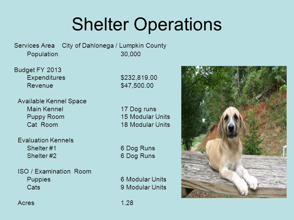 Shelter Operations Services Area City of Dahlonega / Lumpkin County Population30,000 Budget FY 2013 Expenditures$232, Revenue $47, Available Kennel Space Main Kennel17 Dog runs Puppy Room 15 Modular Units Cat Room 18 Modular Units Evaluation Kennels Shelter #16 Dog Runs Shelter #26 Dog Runs ISO / Examination Room Puppies6 Modular Units Cats9 Modular Units Acres1.28