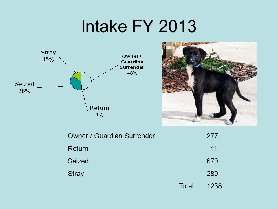 Intake FY 2013 Owner / Guardian Surrender 277 Return 11 Seized 670 Stray280 Total1238