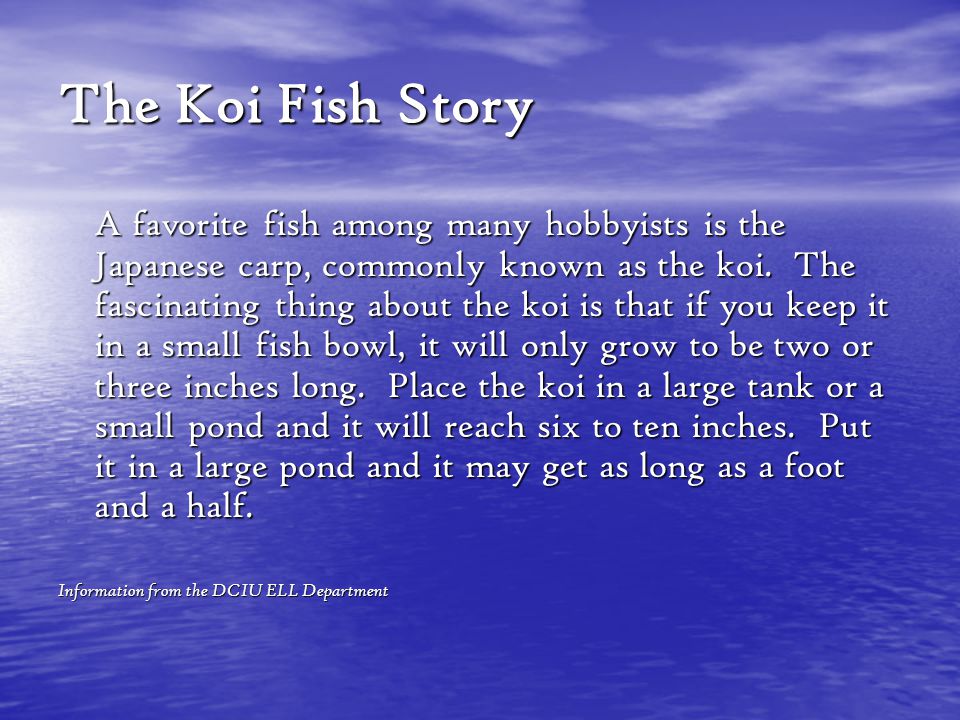 The Koi Fish Story A favorite fish among many hobbyists is the Japanese carp, commonly known as the koi.