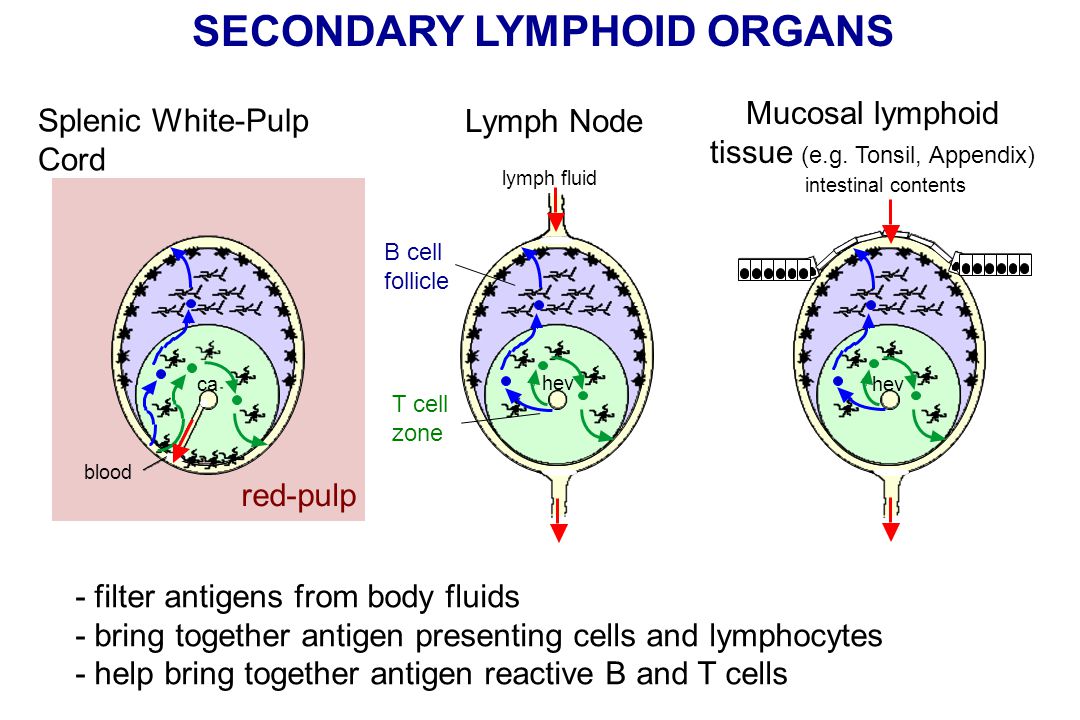 secondary lymphoid organs