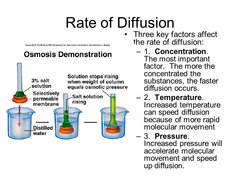 explain the relationship between the rate of diffusion and the size of the solute The effect of solute concentration on the rate of osmosis aim: to test and observe how the concentration gradient between a potato and water & sugar solution will affect the rate of osmosis. explain the relationship between the rate of diffusion and the size of the solute The effect of solute concentration on the rate of osmosis aim: to test and observe how the concentration gradient between a potato and water & sugar solution will affect the rate of osmosis.