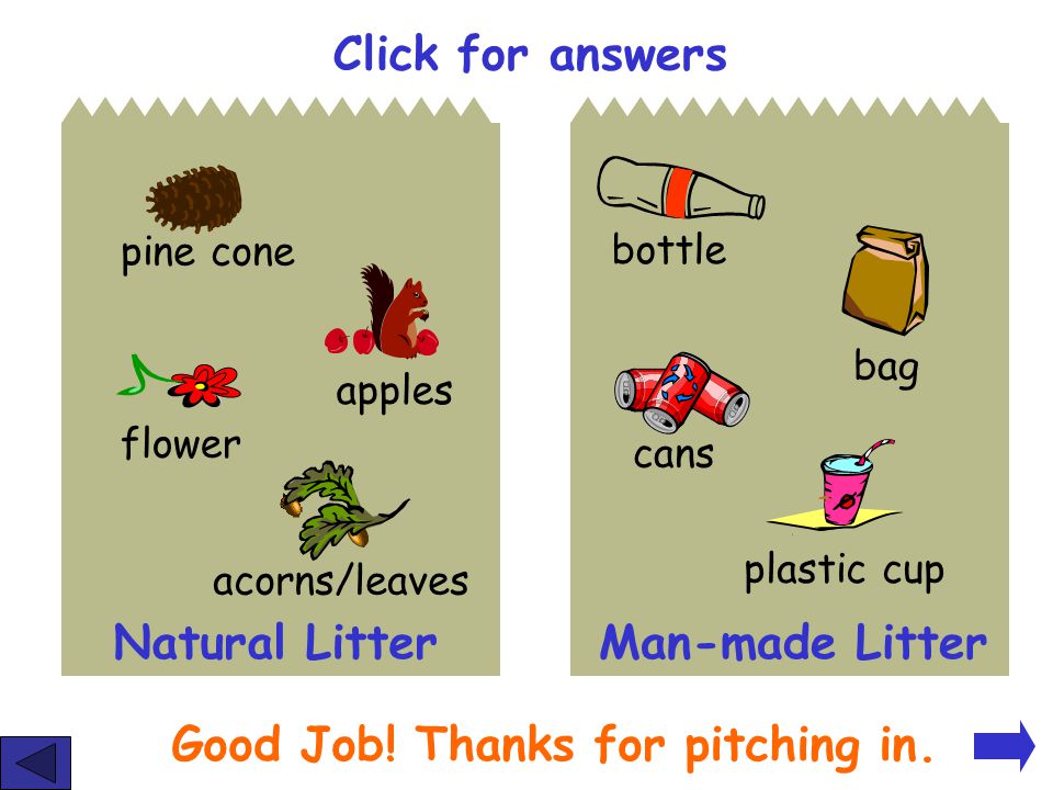 flower pine cone acorns/leaves apples cans bag bottle plastic cup Draw two trash bags in your journal.