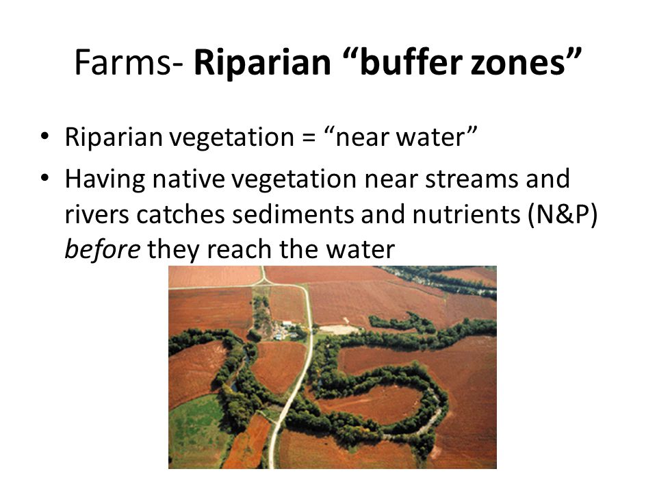 Farms- Riparian buffer zones Riparian vegetation = near water Having native vegetation near streams and rivers catches sediments and nutrients (N&P) before they reach the water