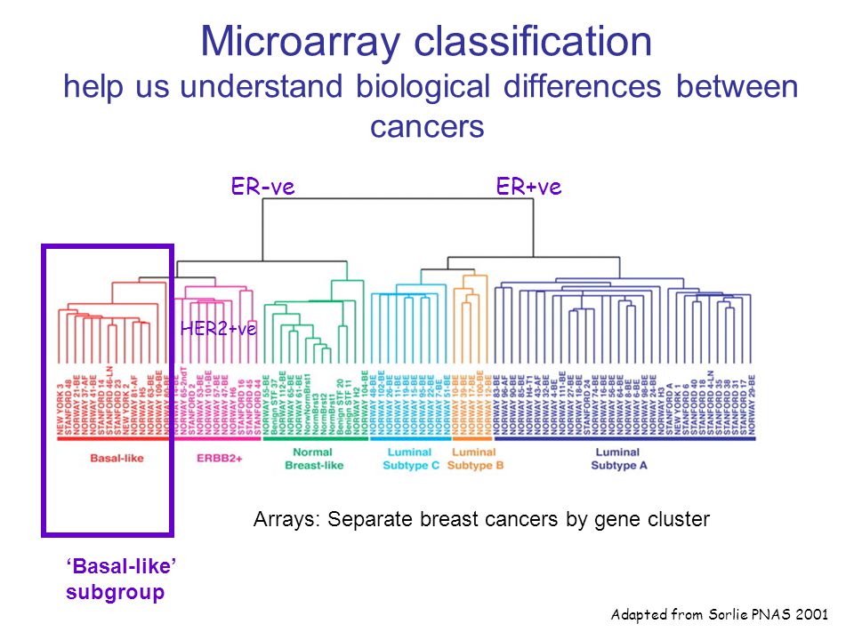 Adapted from Sorlie PNAS 2001 ER+veER-ve HER2+ve Microarray classification help us understand biological differences between cancers ‘Basal-like’ subgroup Arrays: Separate breast cancers by gene cluster