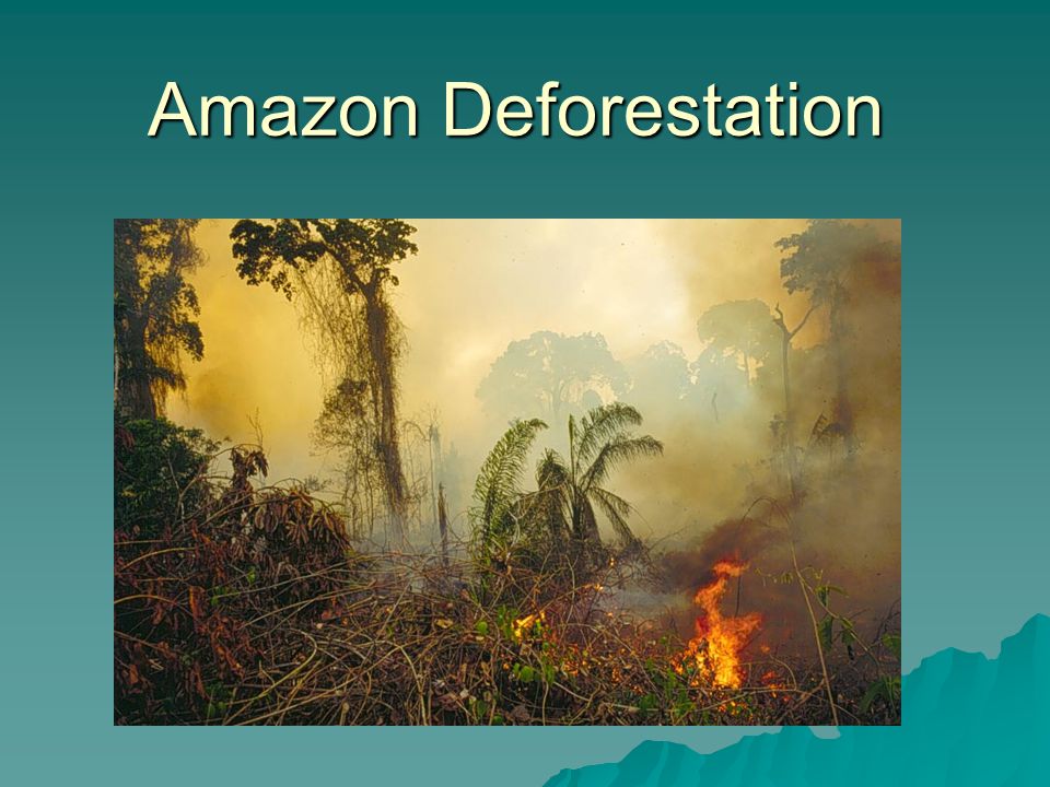 deforestation biodiversity presentation essay Deforestation has serious effect on human essay on deforestation: it’s meaning and natural diversity of india is one of the richest in the world which is. deforestation biodiversity presentation essay Deforestation has serious effect on human essay on deforestation: it’s meaning and natural diversity of india is one of the richest in the world which is.