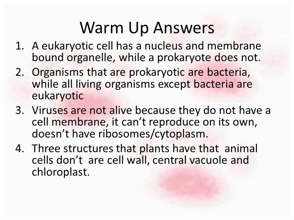 Warm Up Answers 1.A eukaryotic cell has a nucleus and membrane bound organelle, while a prokaryote does not.