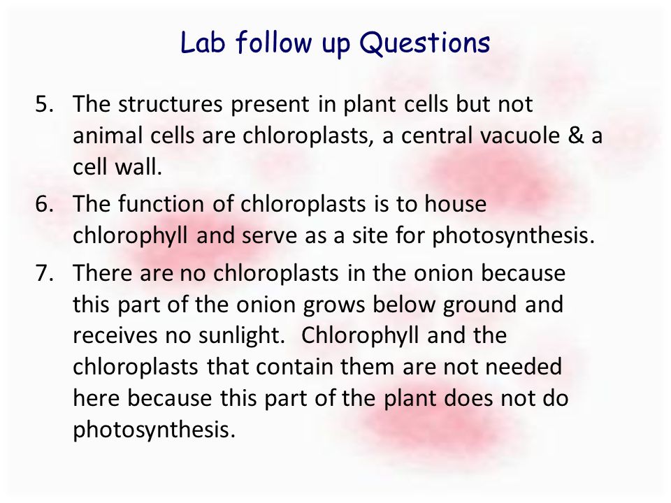 Lab follow up Questions 5.The structures present in plant cells but not animal cells are chloroplasts, a central vacuole & a cell wall.