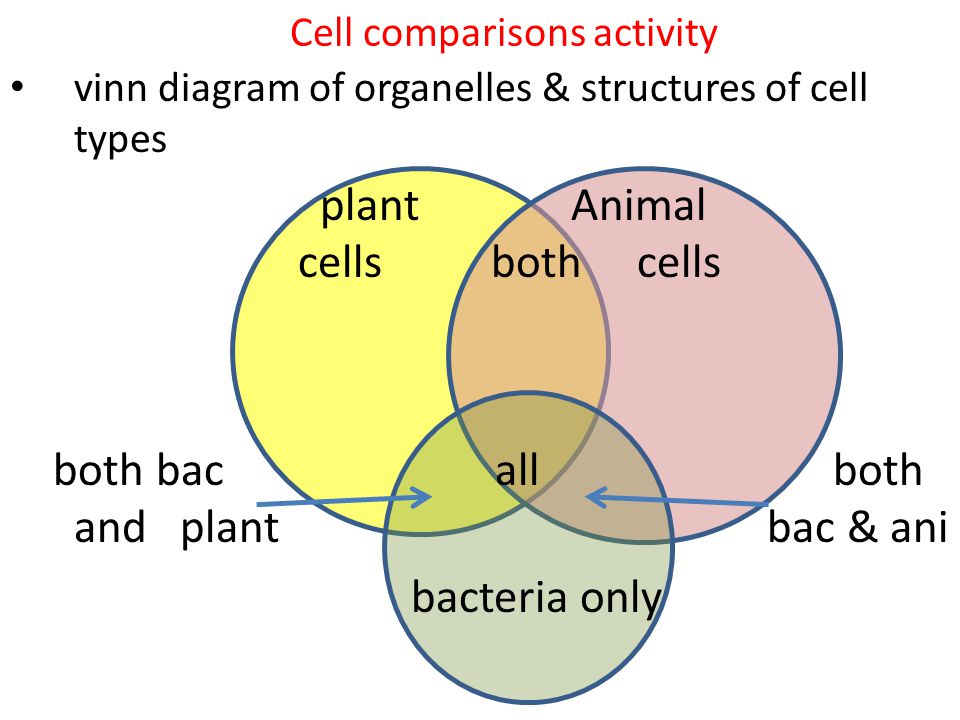 Cell comparisons activity vinn diagram of organelles & structures of cell types plant Animal cells both cells both bac all both and plant bac & ani bacteria only