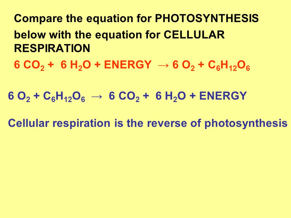 Essay On Photosynthesis And Cellular Respiration How Does The Equation For Photosynthesis And Cellular Respiration
