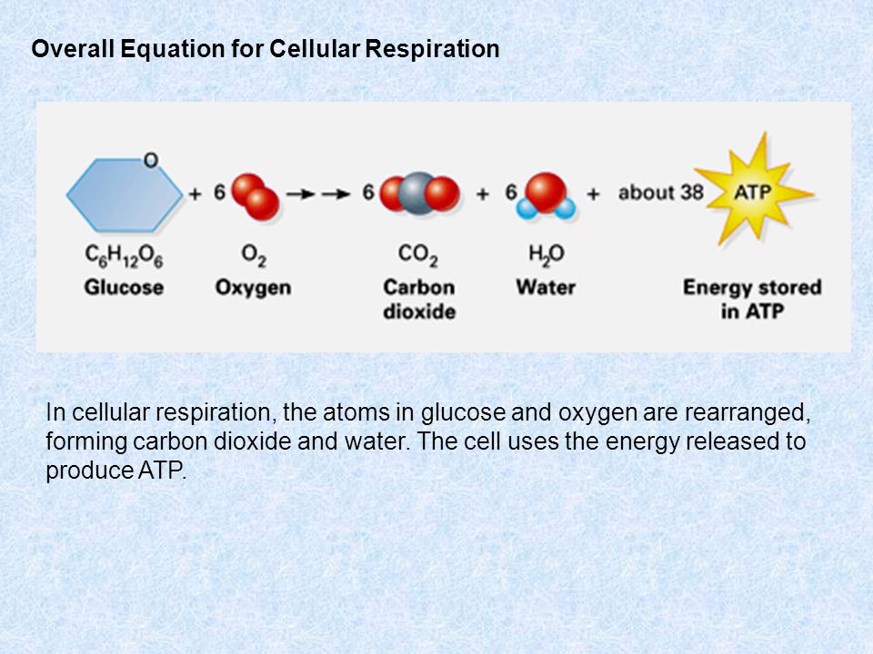Cellular Respiration Harvesting Energy From Food Chapter Ppt Download 4 Overall Equation For Cellular Respiration