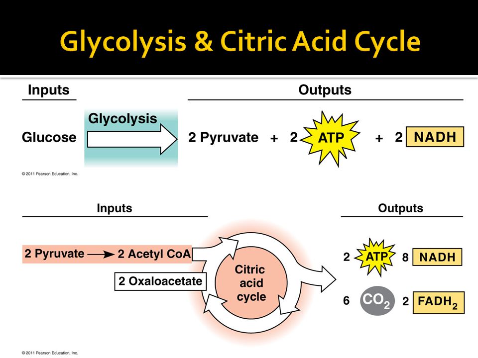 citric acid cycle,itsy bitsy 88 the role of glycolysis in oxidizing.