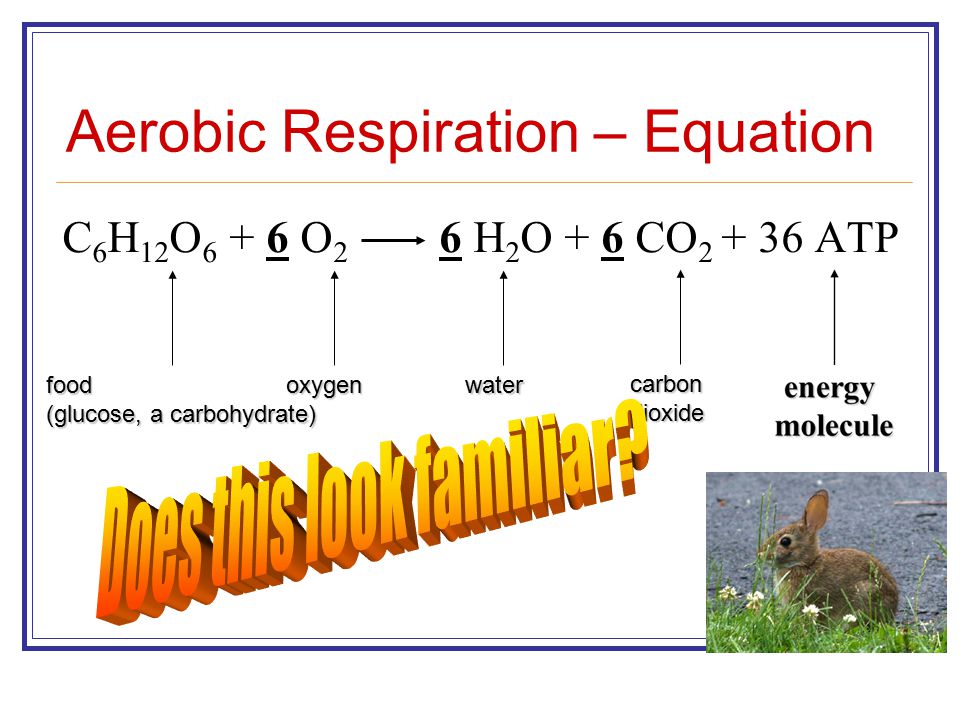 Word Equation For Cellular Respiration Talkchannels The Overall Simplified Chemical Equation For Cellular Respiration