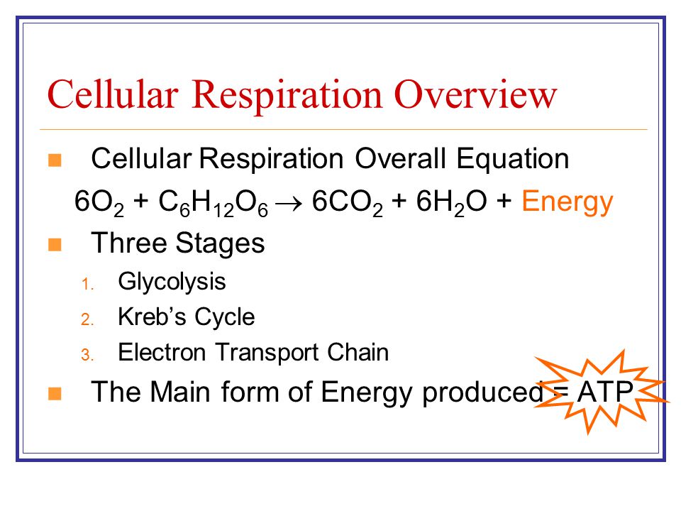 Worksheet Biology Worksheet Answers cell respiration worksheet ap biology answers intrepidpath cellular chapter 9 worksheets