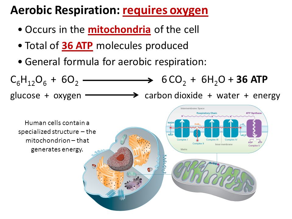 cyanobacteria oxygen and aerobic respiration essay Sample biology essay the bacteria plays a significant role in the nitrogen cycle as well as in the cycles of oxygen and carbon cyanobacteria contain chlorophyll. cyanobacteria oxygen and aerobic respiration essay Sample biology essay the bacteria plays a significant role in the nitrogen cycle as well as in the cycles of oxygen and carbon cyanobacteria contain chlorophyll.