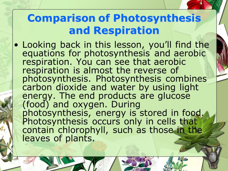 Photosynthesis And Respiration 6 L 1 2 Explain The Significance Of Comparison Of Photosynthesis And Respiration Looking Back In This Lesson You Ll Find The