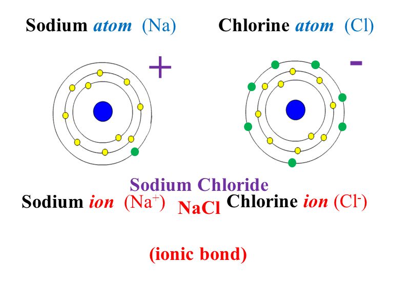 Sodium atom (Na)Chlorine atom (Cl) Sodium ion (Na + ) Chlorine ion (Cl - ) + - Sodium Chloride NaCl (ionic bond)