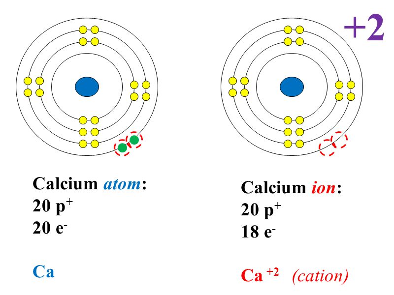 Calcium atom: 20 p + 20 e - Ca Calcium ion: 20 p + 18 e - Ca +2 (cation) +2