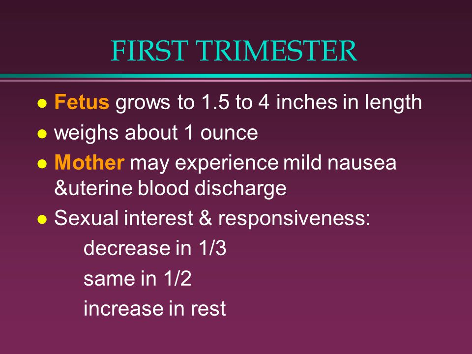 FIRST TRIMESTER Fetus grows to 1.5 to 4 inches in length weighs about 1 ounce Mother may experience mild nausea &uterine blood discharge Sexual interest & responsiveness: decrease in 1/3 same in 1/2 increase in rest
