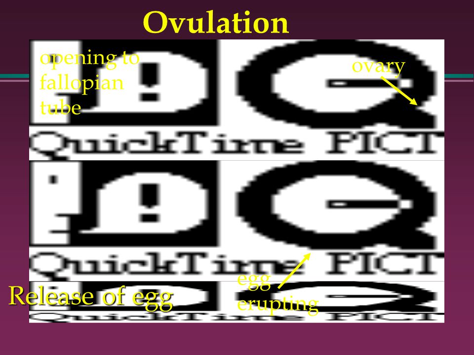 ovary egg erupting opening to fallopian tube Release of egg Ovulation