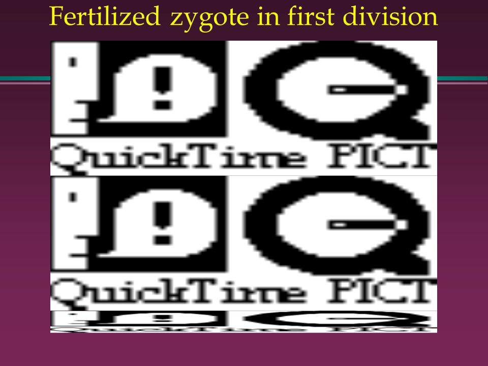 Fertilized zygote in first division