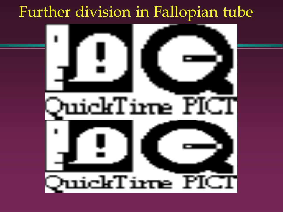 Further division in Fallopian tube